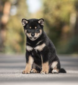picture of dog