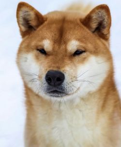 picture of dog