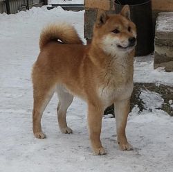 picture of dog