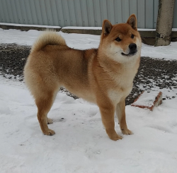 picture of dog