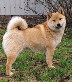 picture of dog