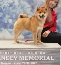 picture of dog