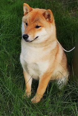 picture of dog