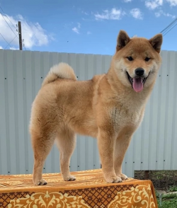 picture of dog
