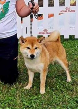 picture of dog