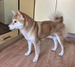 picture of dog