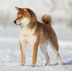 picture of dog