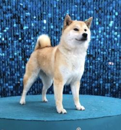 picture of dog