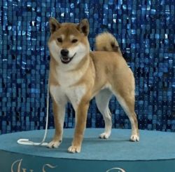 picture of dog