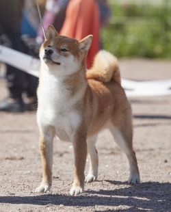 picture of dog