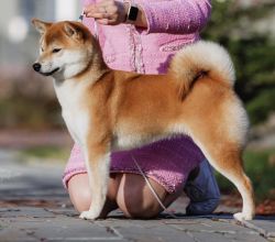 picture of dog