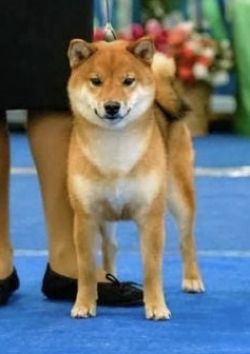 picture of dog