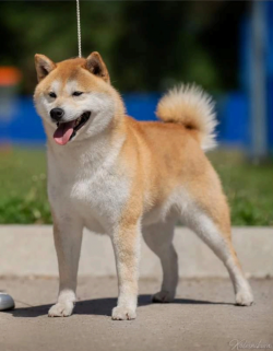picture of dog