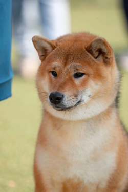 picture of dog