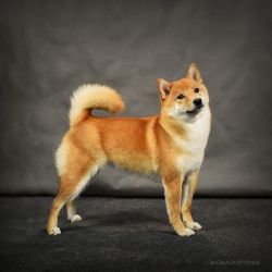 picture of dog