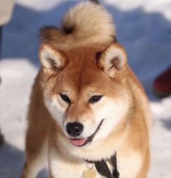 picture of dog
