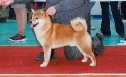 picture of dog