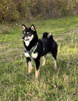 picture of dog