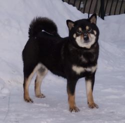 picture of dog