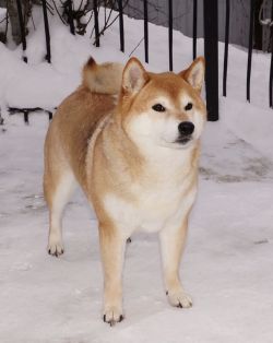 picture of dog