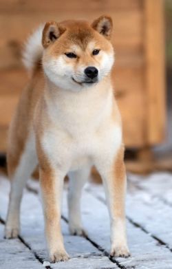 picture of dog