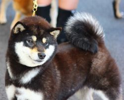 picture of dog