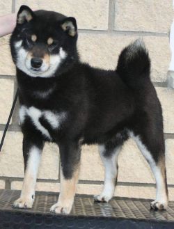 picture of dog
