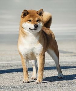 picture of dog