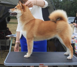 picture of dog