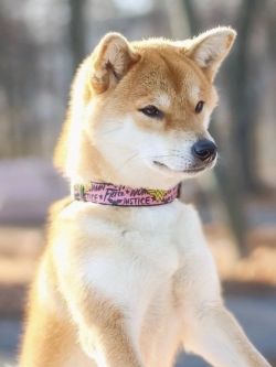 picture of dog