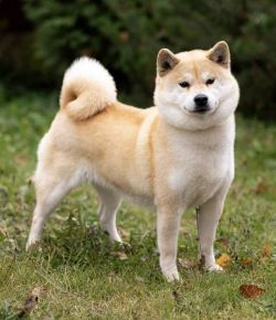 picture of dog