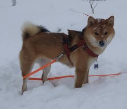 picture of dog