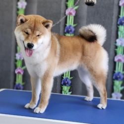 picture of dog