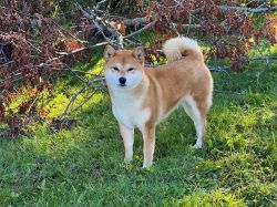 picture of dog