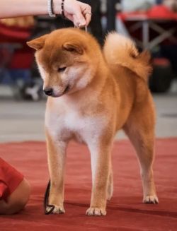 picture of dog