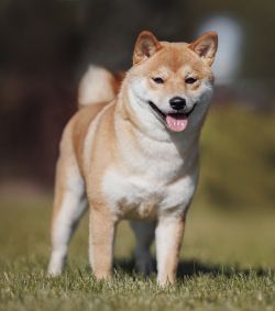 picture of dog