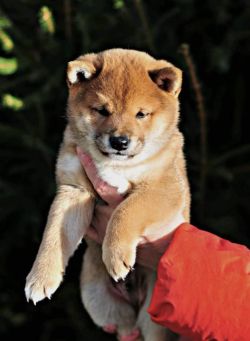 picture of dog