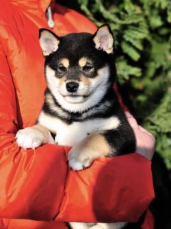 picture of dog