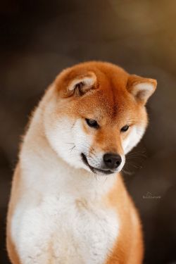 picture of dog