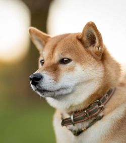 picture of dog