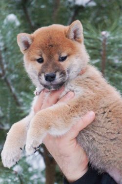 picture of dog