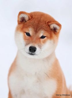 picture of dog
