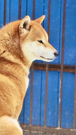 picture of dog