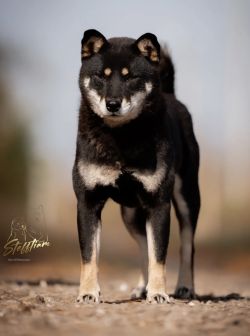 picture of dog