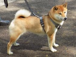 picture of dog