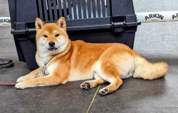 picture of dog