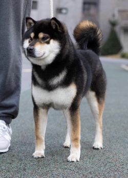 picture of dog