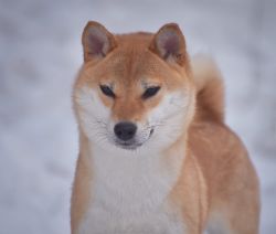 picture of dog