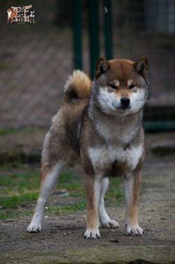 picture of dog
