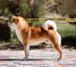 picture of dog